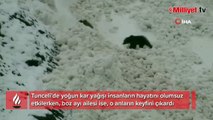 Tunceli’de boz ayıların kar keyfi kameralara yansıdı