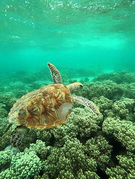 Sea Turtle Snacks on a Jellyfish