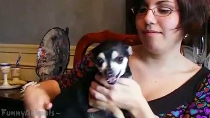 Funny Chihuahua Dogs Compilation