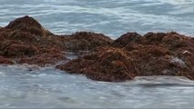 Una macro alga flotante en descomposición amenaza las costas de Florida y México