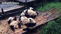 Panda Bear - A Funny Panda And Cute Panda Videos Compilation   NEW HD