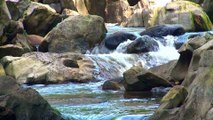 1-Hour Calming Bubbling Brook Sounds for Sleeping and Meditation in Forest