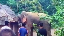 Riot! Crazy Elephants Devastate People's Homes and Vehicles Too Brutal - Elephant Vs Lion, Leopard