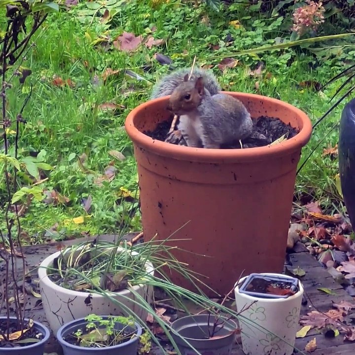 Flower Pots Are For Playtime, Not Flowers