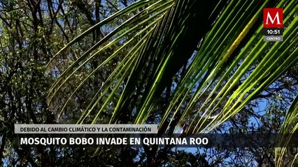 Reportan brote masivo del "Mosquito Bobo" en el sur de QRoo