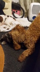 Miniature Schnauzer Life. When puppies play