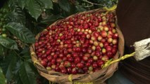 Cierre del Plan de Protección de la Cosecha Cafetalera en la Región lll