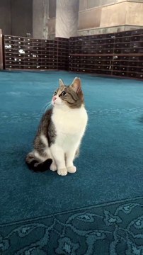 Camide kediyi pek güzel seven Zafer Algöz sesli emmi [ hamzaozennn - Tiktok]