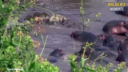 Hippo Crush Impala & 45 Moments Hippo Attack Their Opponents Mercilessly