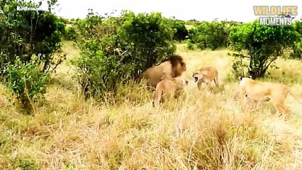 100 Brutal Moments Lion, Leopard & Wild Animals Injured To Dea.th In The Wild
