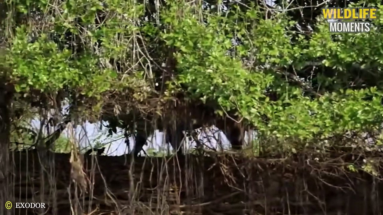 45 Scary Moments of Crocodile, Caiman Injured And What Happens Next @swagwildlifemoments