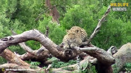 45 Incredible Moments When Big Cats Get Injured From Hunting Failure @swagwildlifemoments