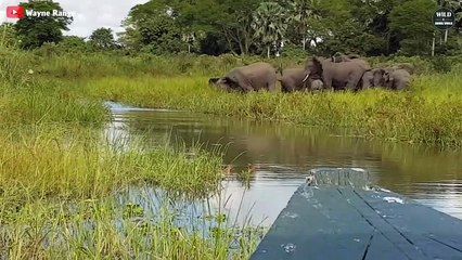 15 Embarrassing Moments CROCODILES Choose The Wrong Prey - Wild Animals World