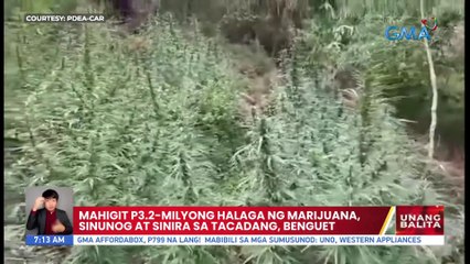 Mahigit P3.2-milyong halaga ng marijuana, sinunog at sinira sa Tacadang, Benguet | UB