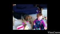 Funny Dog Vines - Greatest Hits