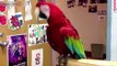Funny Parrots ★ You Won't Believe These Parrots Are Real! (HD) [Funny Pets]