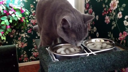 Epic Funny Scared Cats Compilation! Epic Funny Cats!