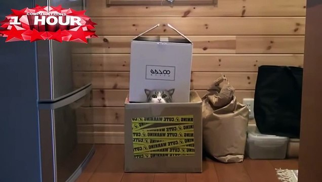 BEST FUNNY KITTY CAT FAILS! Fail Compilation with Cute Cats & Kittens