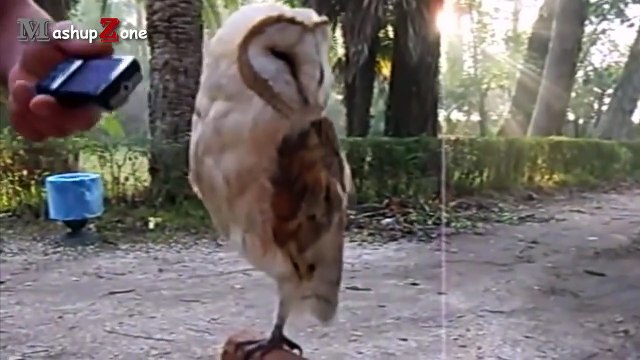 Owl - A Funny Owls And Cute Owls Compilation NEW
