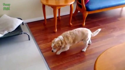 Funny Guilty Dog Videos Compilation 2015