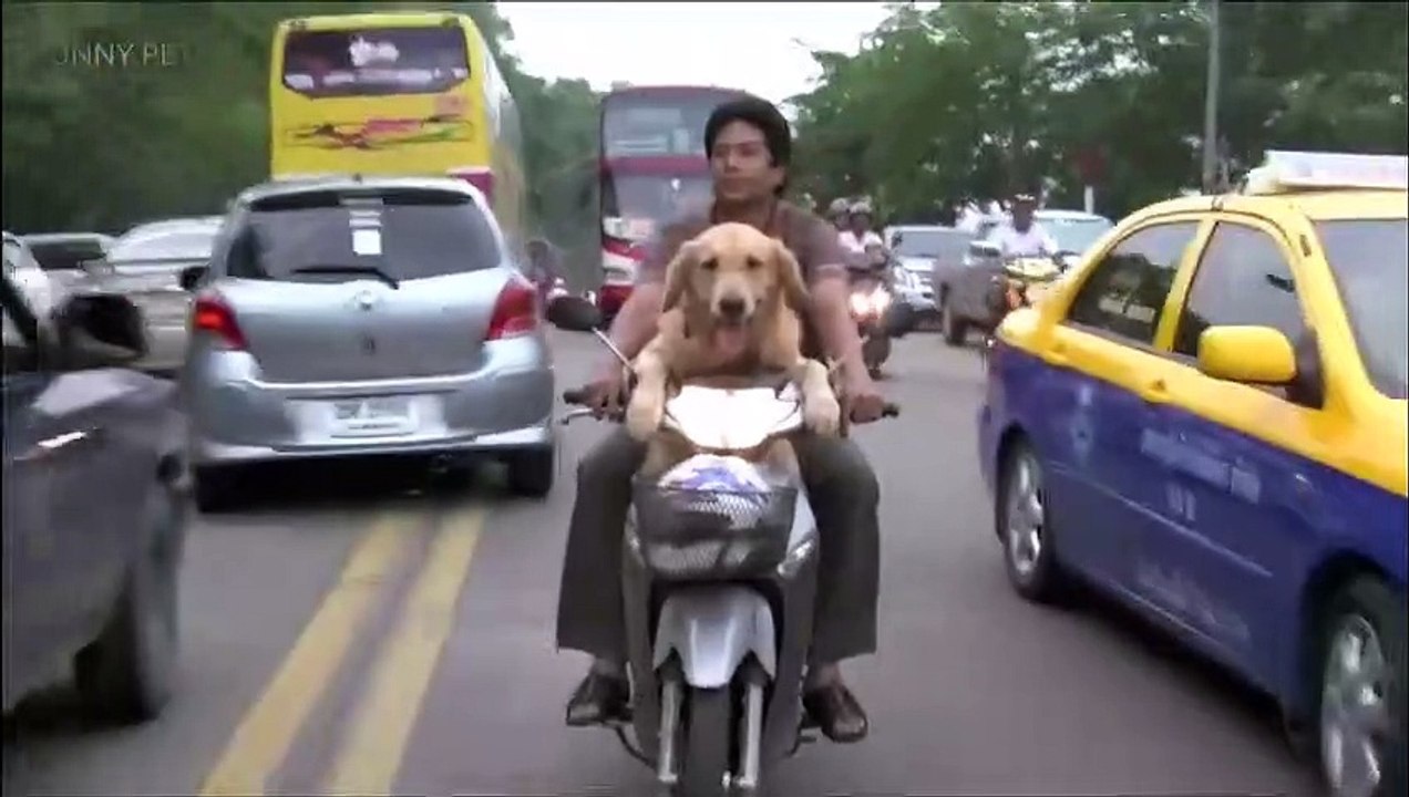 Dogs RIDING BIKES ★ Funny Dogs Drive Motorcycles! [Funny Pets]