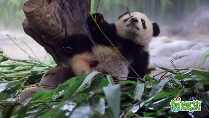 Funny Talking Animals Episode 2