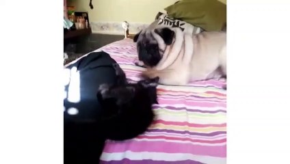 Cats versus Pugs Best Vines 2014