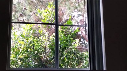 Just Cats Pet Video Compilation 2016