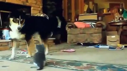 1 Dogs just don't want to bath   Funny dog bathing compilation by Tiger Productions 3