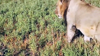 Top 10 Funniest Farts Animal in the World HD (2)