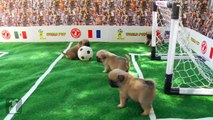 World Pup - Pug Puppies vs. Bichon Frise