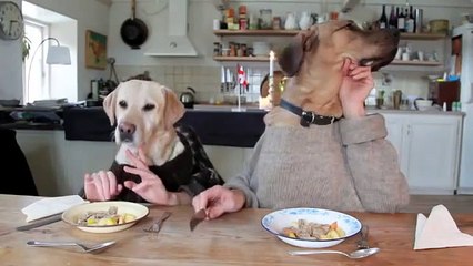 Прикол, собаки завтракают в ресторане