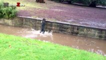 Dog Fails - A Funny Dog Jump Fails Compilation   NEW HD