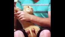 ۞funny cat vines clean, funny cat and dog vines, funny cat videos best vines, funny cat dancing vine