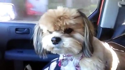 Funny Videos Dog Vines Best Compilation 2015   funny dog vines