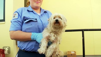 Homeless Dog Gets Makeover That Saves His Life! - Bailey