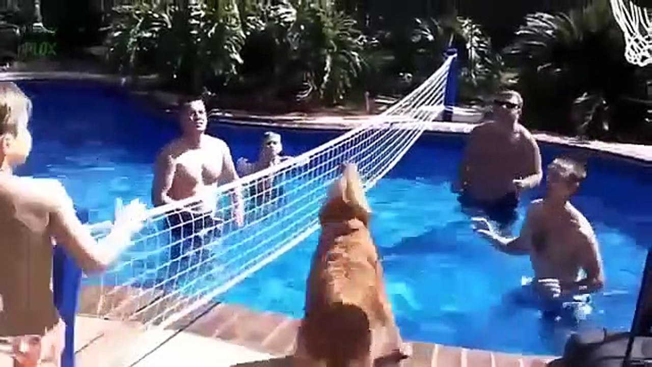 The World's Most Funny Dog Videos May 2014  cute dog playing games