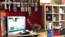 Funny Cats Jump Fails Compilation 2016   NEW HD