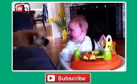 Best Baby and Dog Video Compilation 2014   Funny Baby Videos
