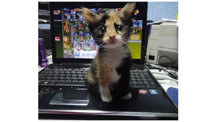 funny cat and dog pics with captions