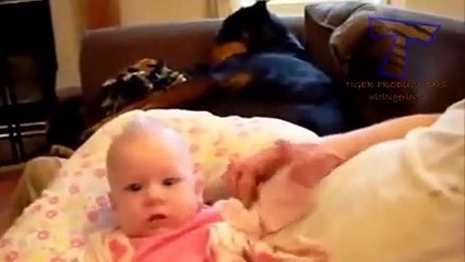 Cute dogs feel jealous   Funny jealous dogs compilation