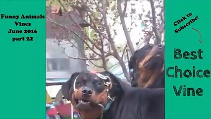 Funny Animals Vines June 2016 part 22   BestChoiceVine (2)
