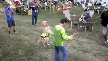 Funny Animals Behaving Like Humans Videos Compilation 2015