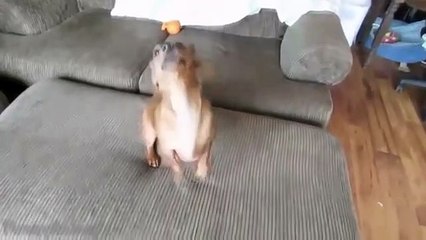 Funny Dogs Sneezing Compilation