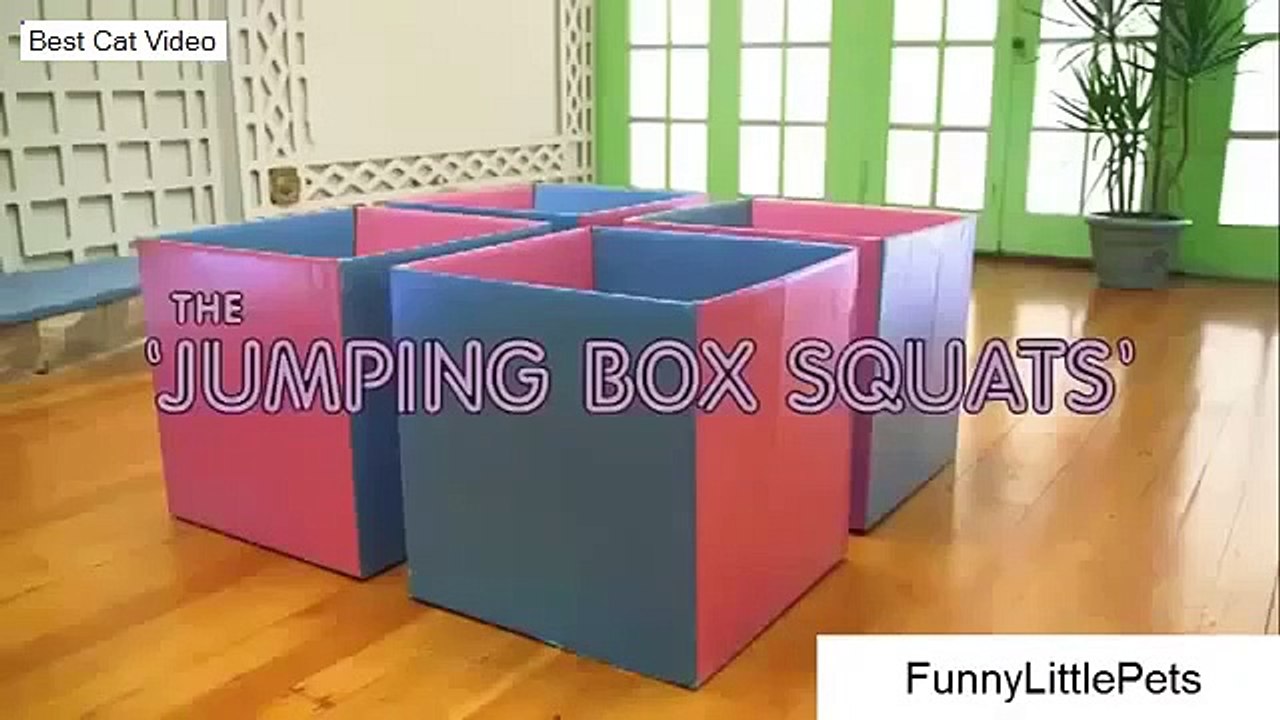 Funny Video Cat Fails Cat exercise video Hilarious Best Cat Video Compilation
