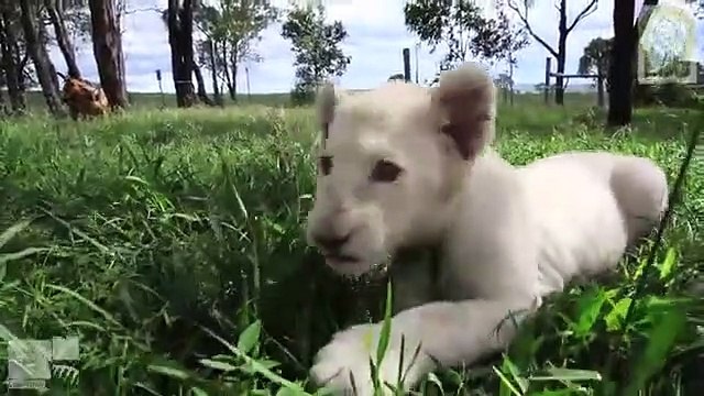 Собака и белый львенок - лучшие друзья!
