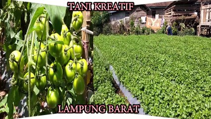 Bawang Daun, Spring onion