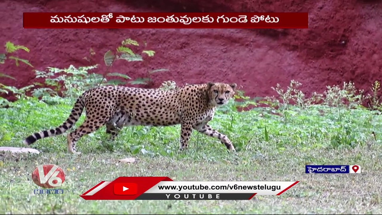 Cheetah Lost Life Due To Heart Issue At Nehru Zoological Park Hyderabad | V6 News
