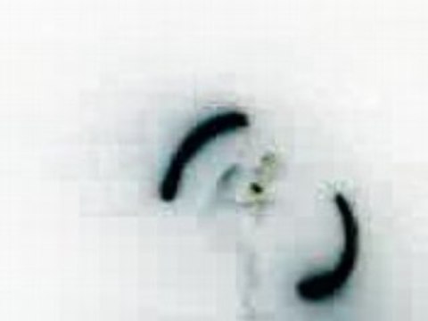 Bollas flo la chouette en négatif