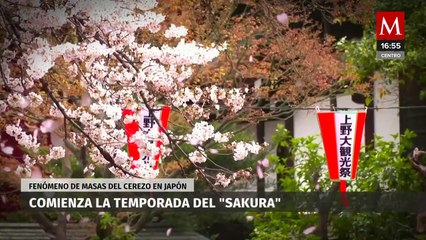 Llegó la temporada de 'Sakura' en Japón, para muchos es la mejor época del año en el país